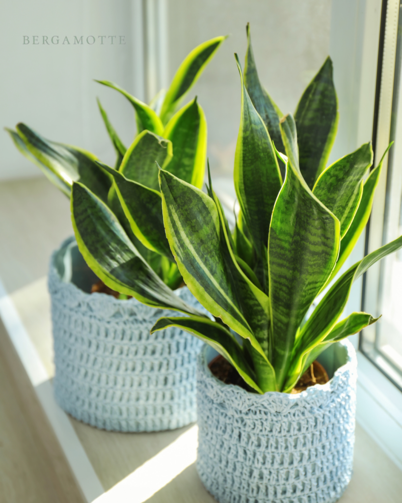 photo plante article concours Noël 2025 Abriculteurs